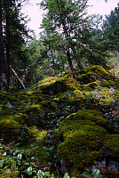 Moss Over Rocks