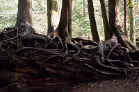 Three Trees In Nurse Log