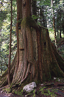 Trees Growing From Stump