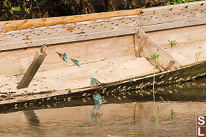 King Fisher Fishing