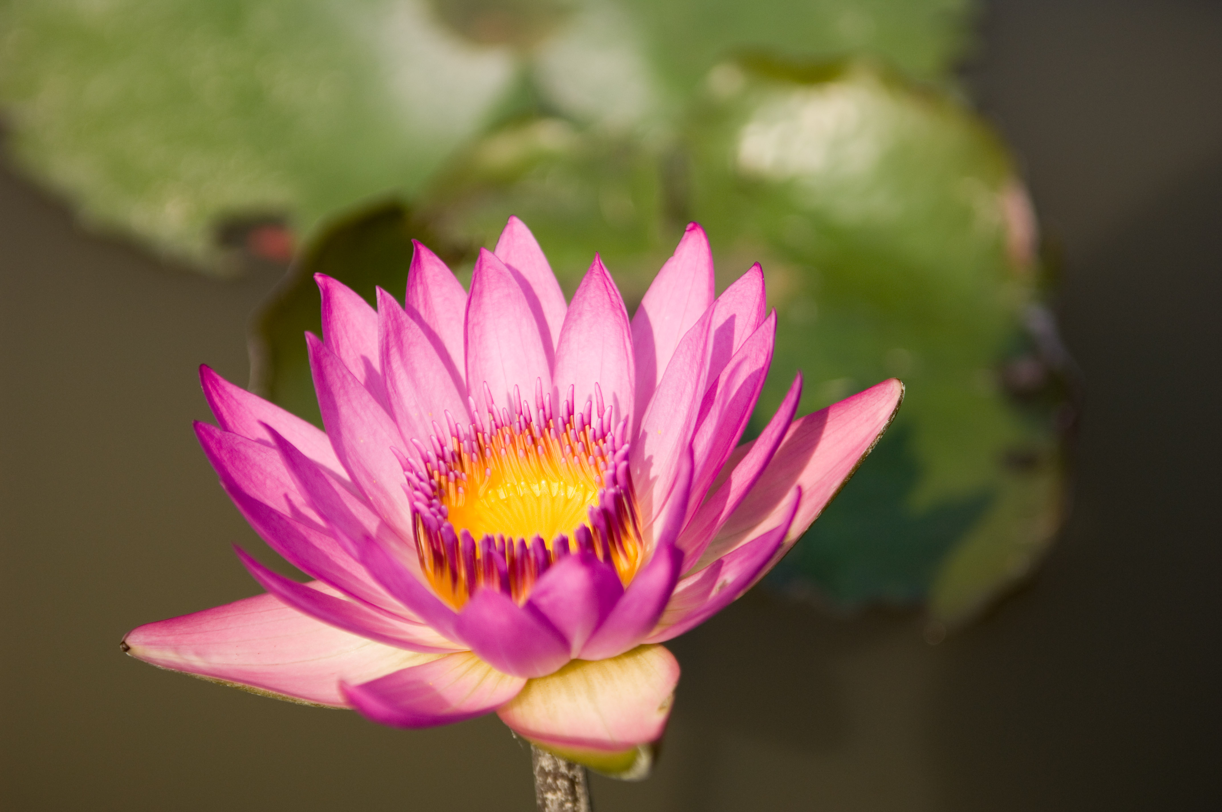 Stages of a Lotus Flower Blooming at Kenilworth Aquatic Gardens — Todd  Henson Photography