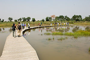 Walking In Swamp