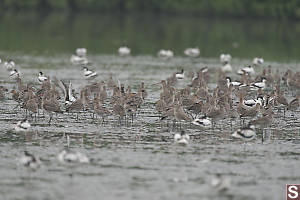 Flock Of Black Tailed Godwit