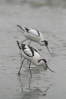 Pair Of Pied Avocet