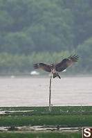 Black Kite Landing