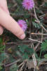 Leaves Curling In Mimosa Pudica