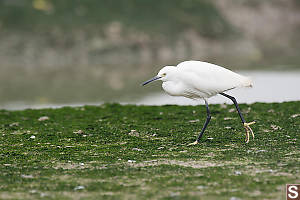 Little Egret