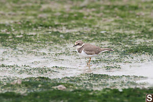 Little Ringed Plover