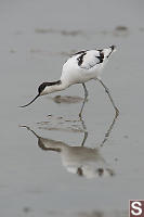 Pied Avocet