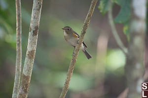 Red Flanked Bluetail In Forest