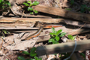 Two Skinks In Woodpile Hg