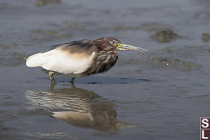 Chinese Pond Heron