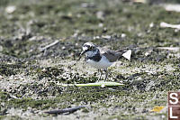 Little Ringed Plover