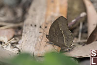 South China Bush Brown