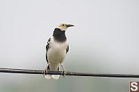 Black-collared Starling