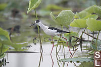 Black-winged Stilt