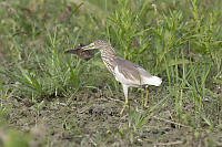 Chinese Pond Heron Grabbed Munia