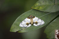 Clouded Magpie