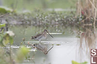 Common Snipe Reflected