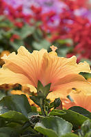 Hibiscus Flower From Underneath