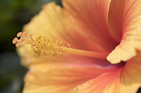 Hibiscus Stamen And Stigma