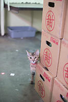 Market Cat