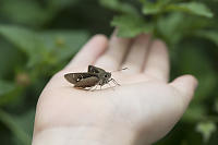 Nara Has Butterfly In Hand