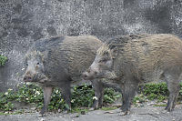 Pair Of Wild Boar