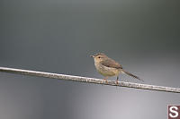 Plain Prinia