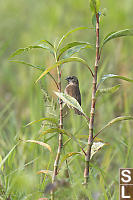 Scaly-breasted Munia