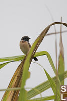 Siberian Stonechat On Tall Grass