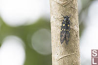 Speckled Black Cicada