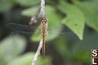 Wandering Glider