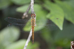 Wandering Glider