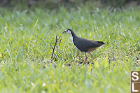 White-breasted Waterhen