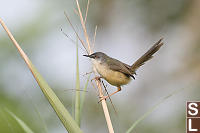 Yellow-bellied Prinia