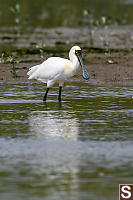 Black Faced Spoonbill With Reflection