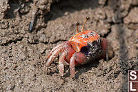 Fiddler Crab In Mud
