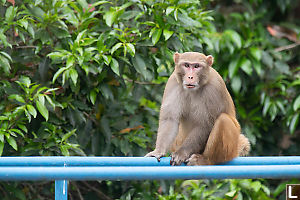 Macaque