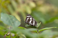 Sailer Butterfly On Edge