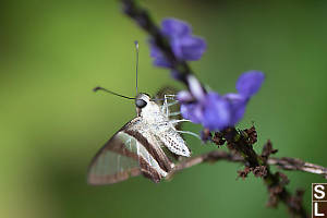 White Dragontail Without Tail