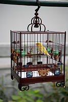 Yellow Bird In Cage