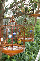 Cage With Bird Hanging In Trees