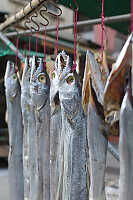 Dried Barracuda