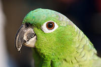 Green Bird