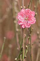 Plum Blossom