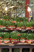 Spouted Daffodils