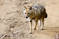 Jackal Walking By