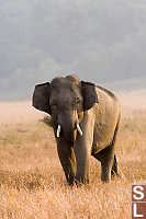 Juvenile Male Asian Elephant