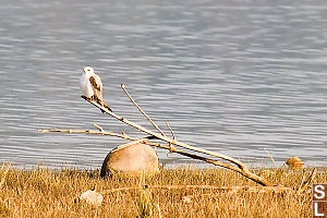 Kite On A Stick